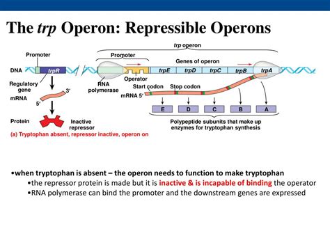 operon hermes